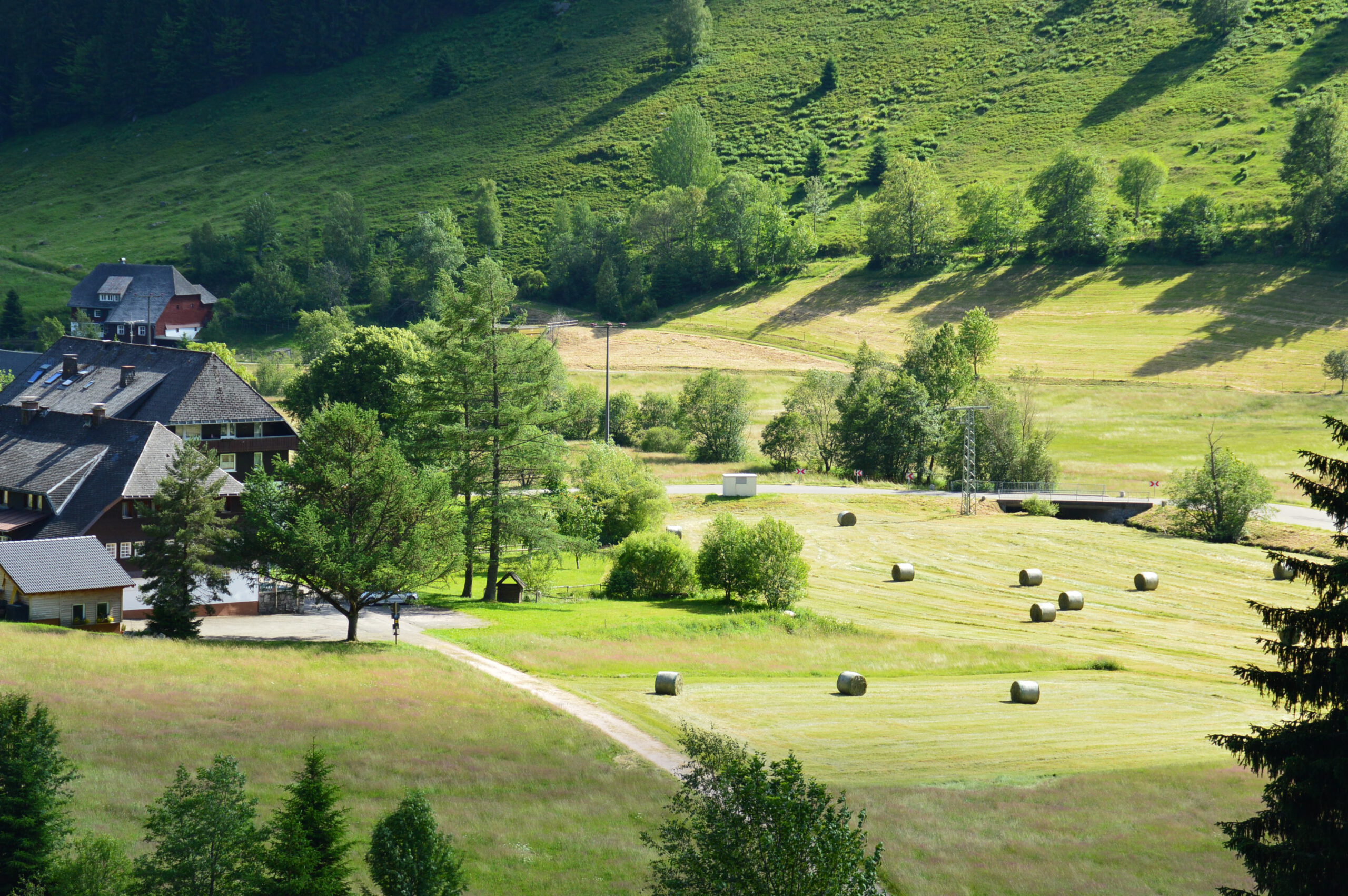Wandern im Schwarzwald macht glücklich